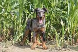 BEAUCERON - PUPPIES 009